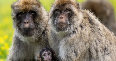 Common drug reverses aging in monkeys in potential longevity breakthrough