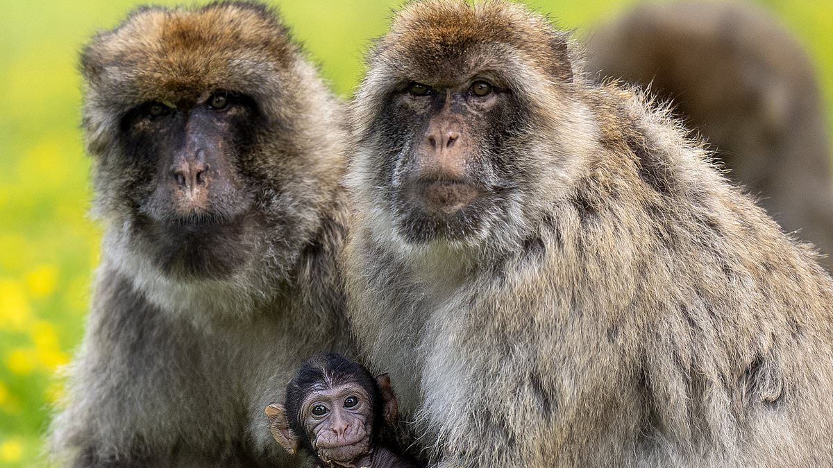 Common drug reverses aging in monkeys in potential longevity breakthrough