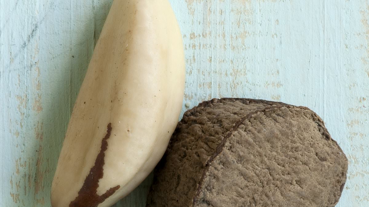 Essential mineral in BRAZIL nuts could help find new treatments to prevent breast cancer from spreading, scientists say