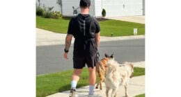 trainer walking dogs with weighted vest