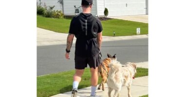 trainer walking dogs with weighted vest