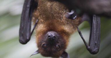 Stuff of nightmares as child dies of rabies after bat broke into bedroom while they slept