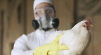 Bird flu warning as mutation sees first human case confirmed - what to look out for