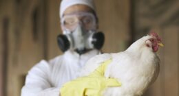 Bird flu warning as mutation sees first human case confirmed - what to look out for