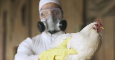 Bird flu warning as mutation sees first human case confirmed - what to look out for