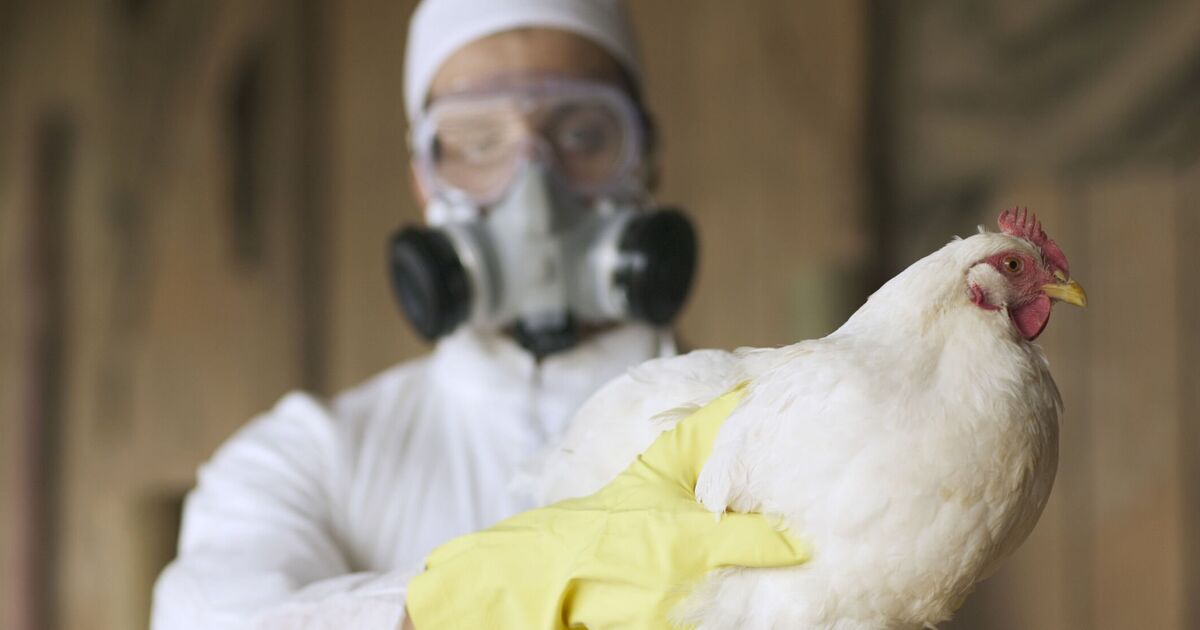 Bird flu warning as mutation sees first human case confirmed - what to look out for