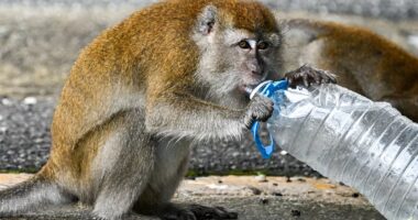 Mystery surrounds South Carolina town's monkey escape as cops issue concerning warning