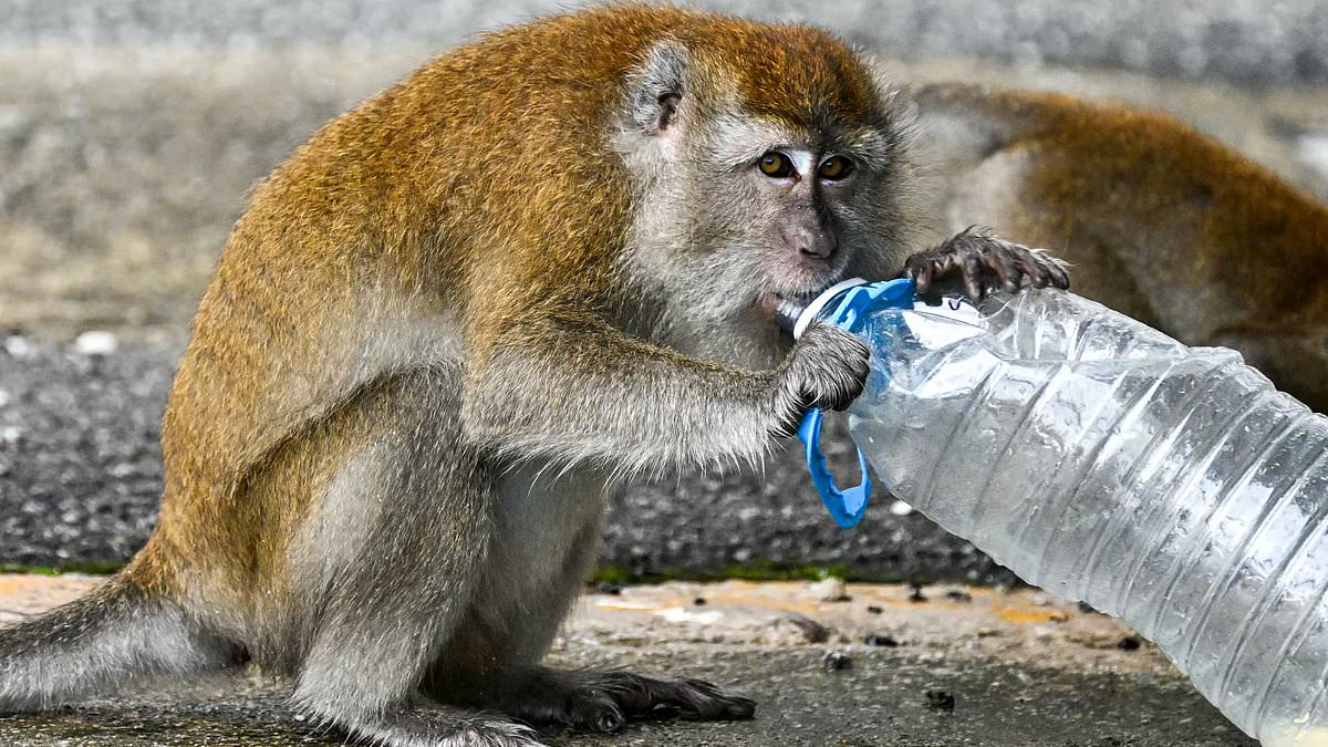 Mystery surrounds South Carolina town's monkey escape as cops issue concerning warning