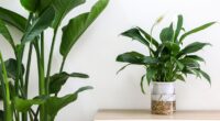 Six houseplants 'effectively' banish mould and condensation this winter