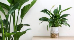 Six houseplants 'effectively' banish mould and condensation this winter