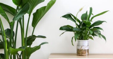 Six houseplants 'effectively' banish mould and condensation this winter