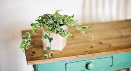 The natural mould deterrent houseplants that 'fight off' the common cold