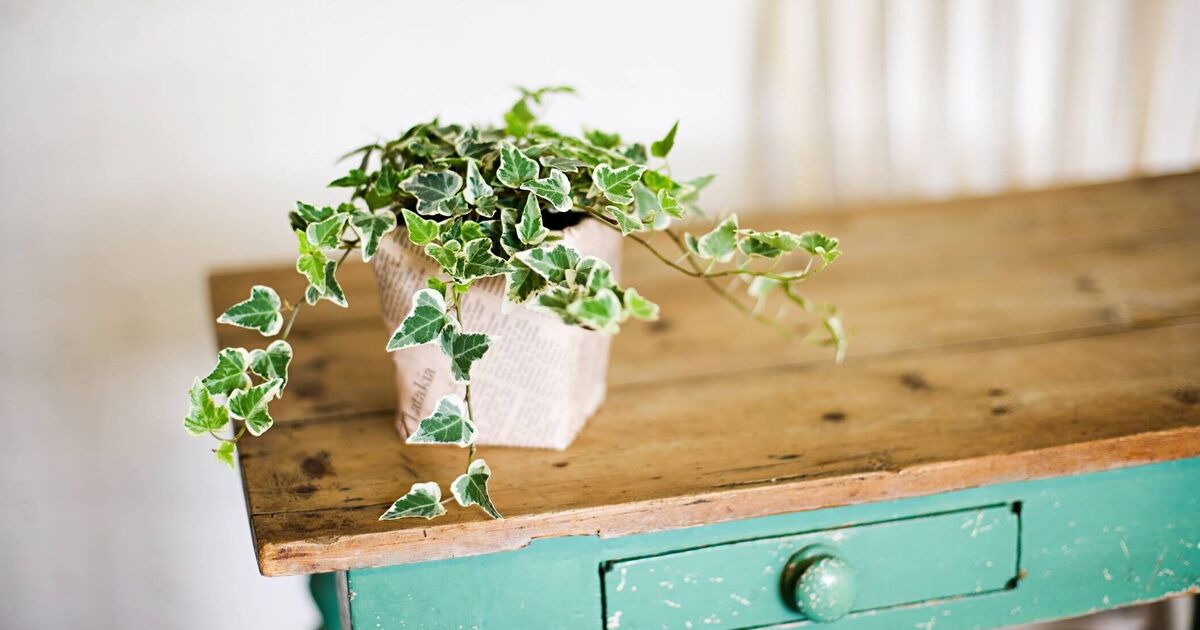 The natural mould deterrent houseplants that 'fight off' the common cold