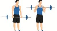 barbell bicep curl exercise