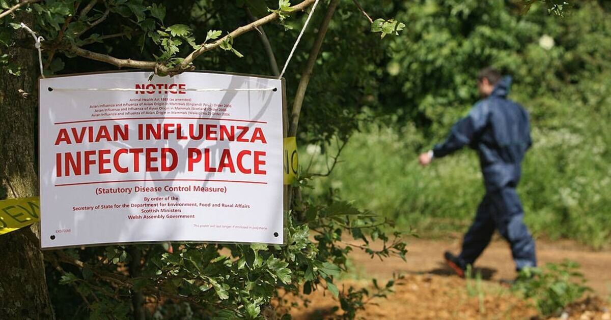 Global pandemic fears fuelled by 'brand-new bird flu strain' after first human death in US