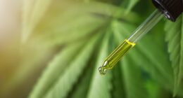 Alert over safety of CBD oil - potential risk of 'under-developed' babies born to pregnant women who use it