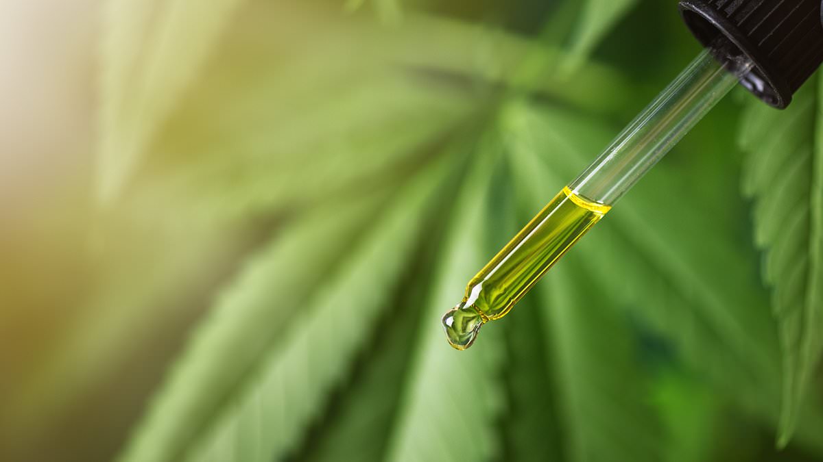 Alert over safety of CBD oil - potential risk of 'under-developed' babies born to pregnant women who use it