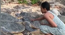 Disney actress breaks silence after sparking fury by posting vid of her stroking resting turtle 