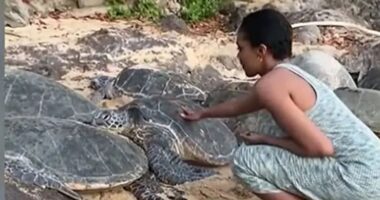 Disney actress breaks silence after sparking fury by posting vid of her stroking resting turtle 