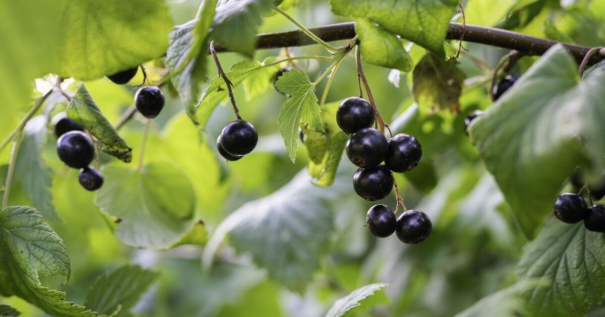 Five 'powerful' fruits to grow in your garden that can 'reduce inflammation'