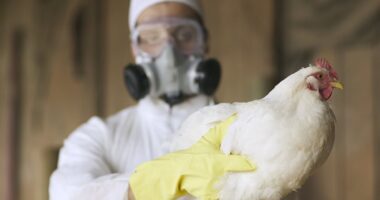 Government on high alert as deadly bird flu 'jumps species' - after first human death in US