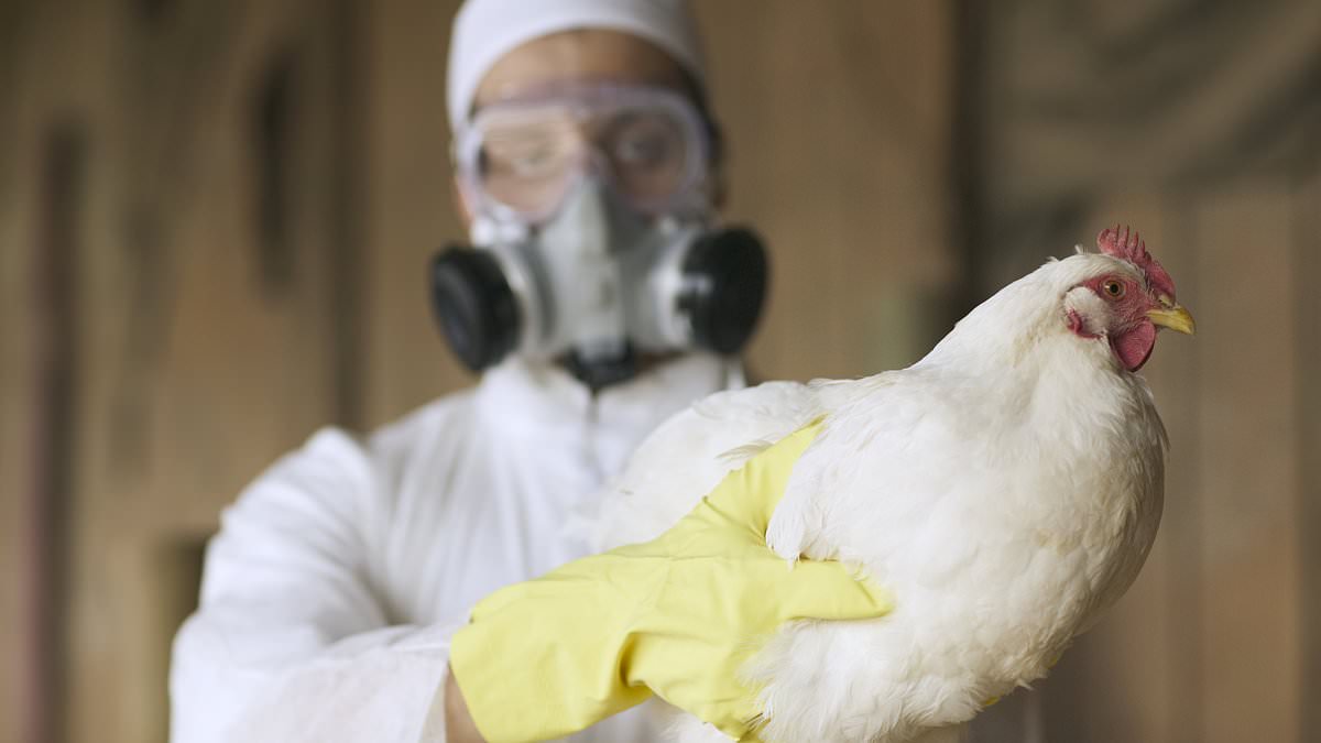 Government on high alert as deadly bird flu 'jumps species' - after first human death in US