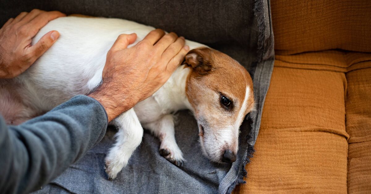 Vet nurse's crucial tip on what to do if your dog is choking